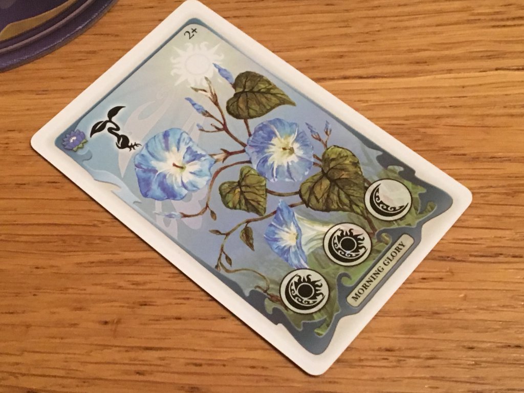 Dance of the Fireflies Morning Glory